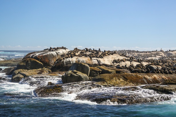 seal_island_kaapstad_zuid-afrika_615